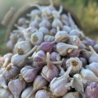 Growing Spring Garlic
