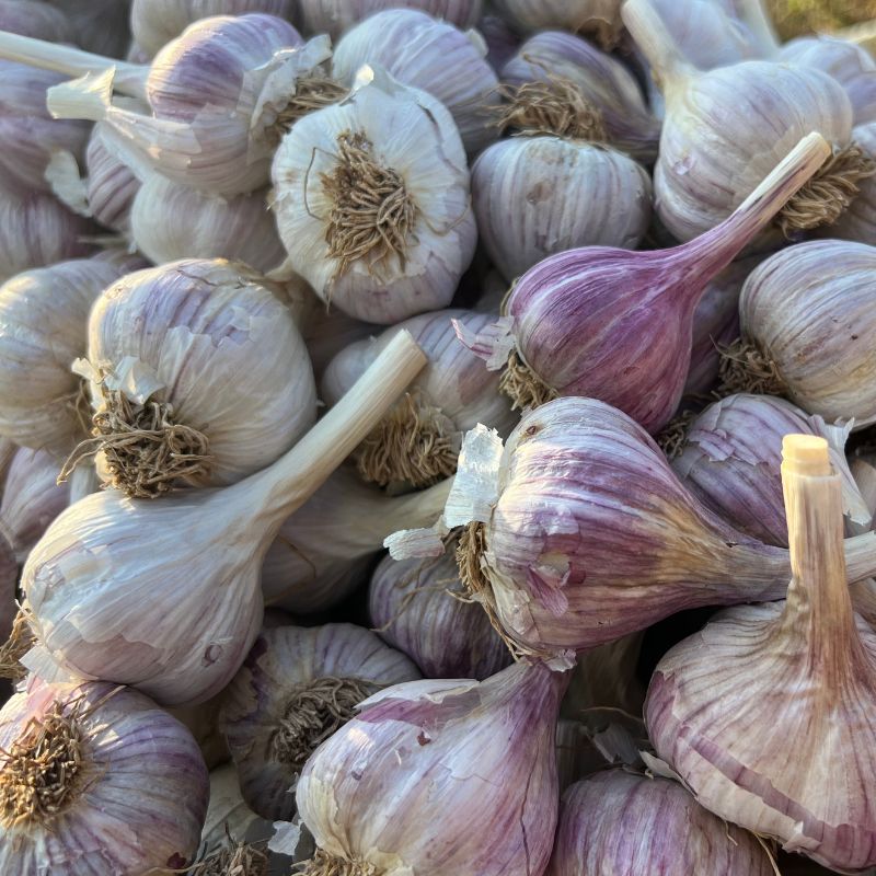 Spring Garlic - Fruition Seeds