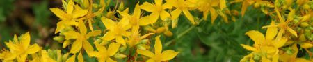 st john wort header 1500x300 1