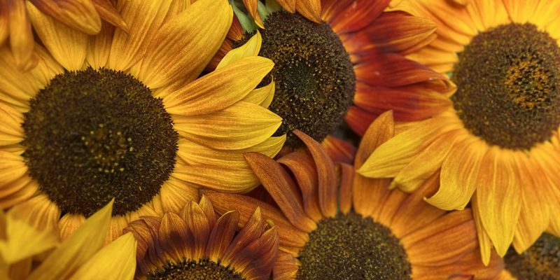 sunflowers 800x400 1