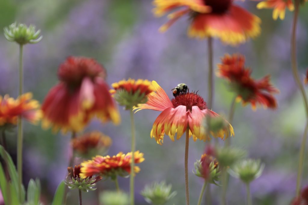 Voice of Freedom: Fannie Lou Hamer with Rebekah Williams 5 bee on flower