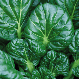 Organic Asian Spinach | Tatsoi