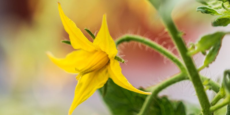 tomato blossom 800x400 1