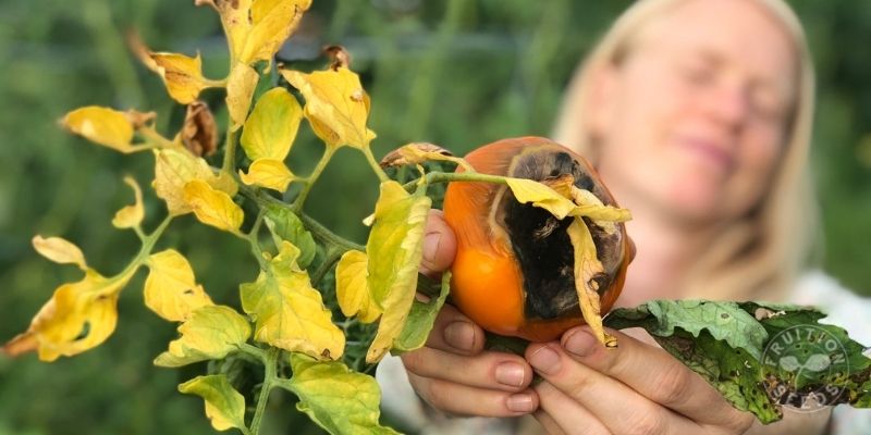 tomato disease 800x400 1