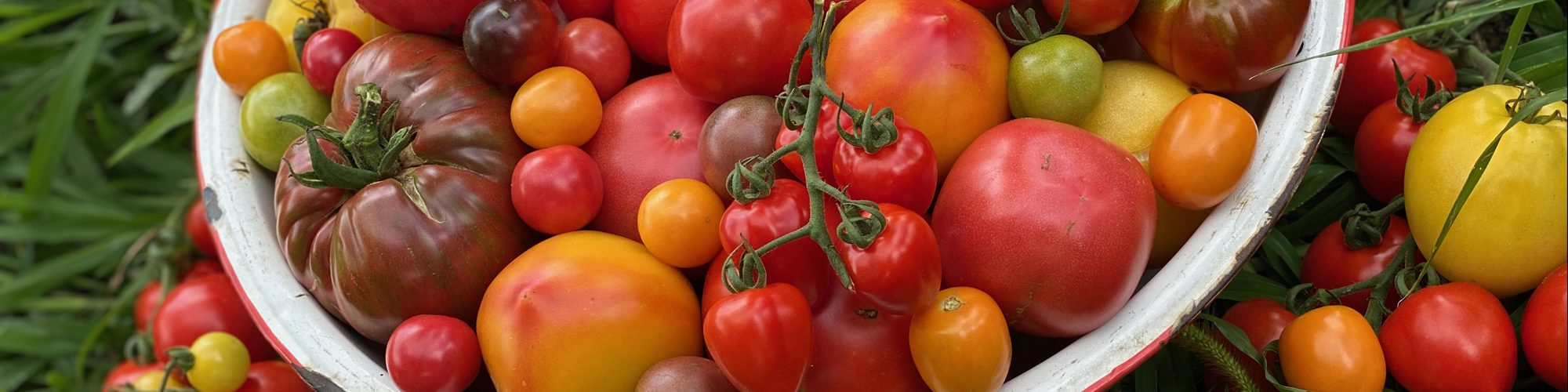 Choosing Tomato Varieites & Variety Showcase Fruition Seeds