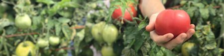 tomato picked from vine in hand 2000 500 hero