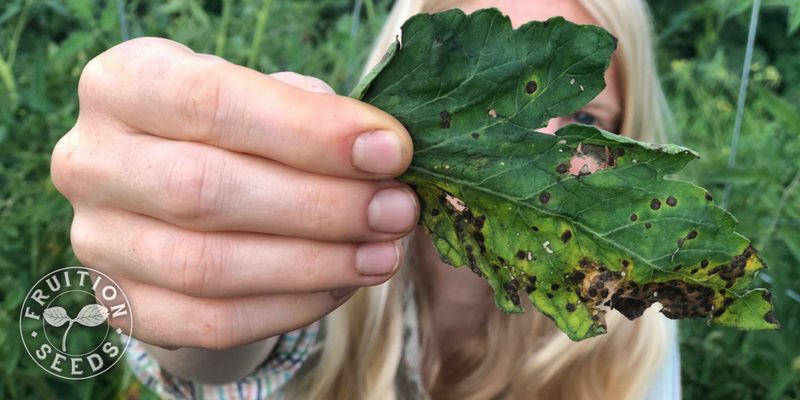 tomato septoria leaf spot disease 800x400 1