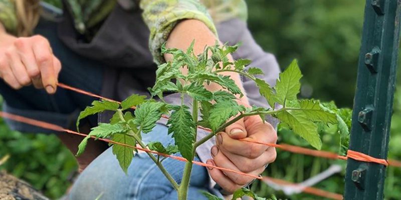 tomato trellising 800x400 1