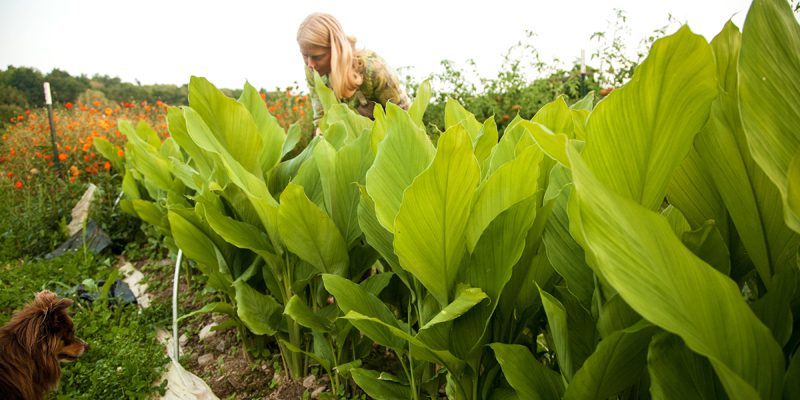 turmeric leaves 800x400 1