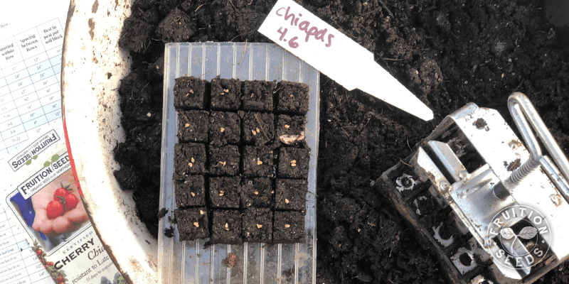 7 Steps for Gorgeous Tomato, Pepper & Eggplant Seedlings Plus Common Mistakes to Avoid 15