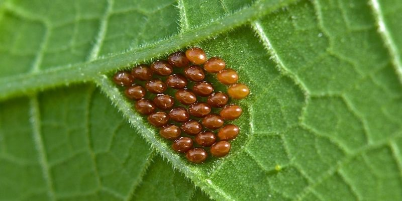 squash bug eggs on leaf