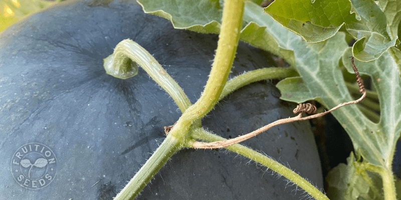 How to Know When a Melon is Ripe 1