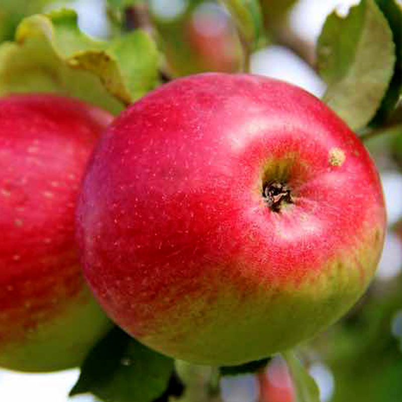 Online Orchards 3 ft. Red McIntosh Apple Tree with Scarlet Splashed Tart Fruit Great for Eating and Baking