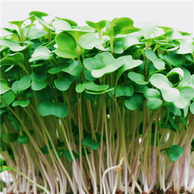 How to Grow Cress Microgreens Fast and Easy 