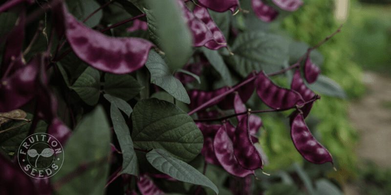 hyacinth bean plant