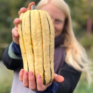 Organic Delicata Winter Squash