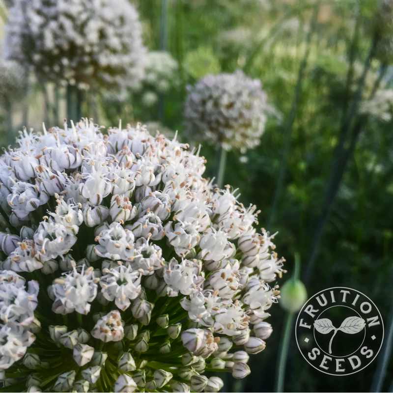 Harbinger of Harbingers: Sowing Allium Seeds for Spring 10 wtyk6fac