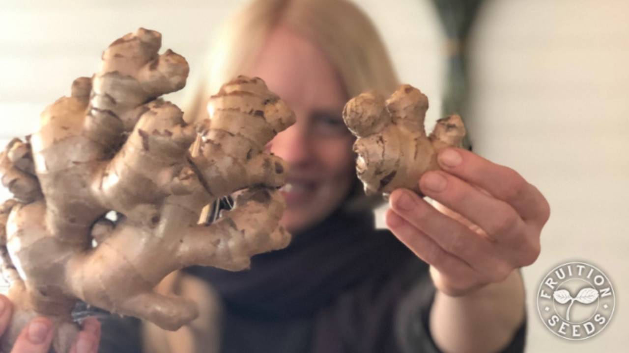 Sprouting Ginger Before You Begin Fruition Seeds